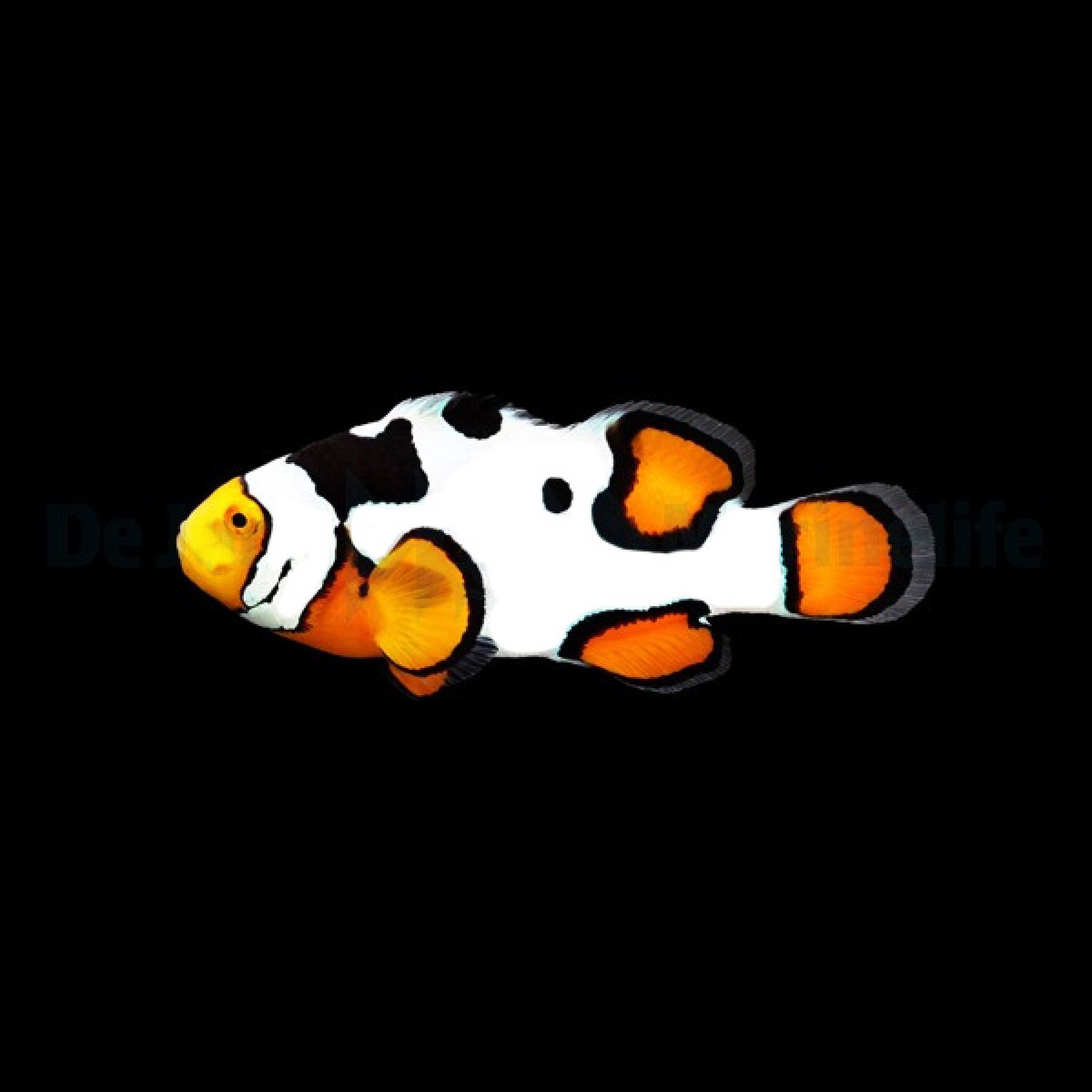 Amphiprion percula (Premium Picasso) Nachzucht